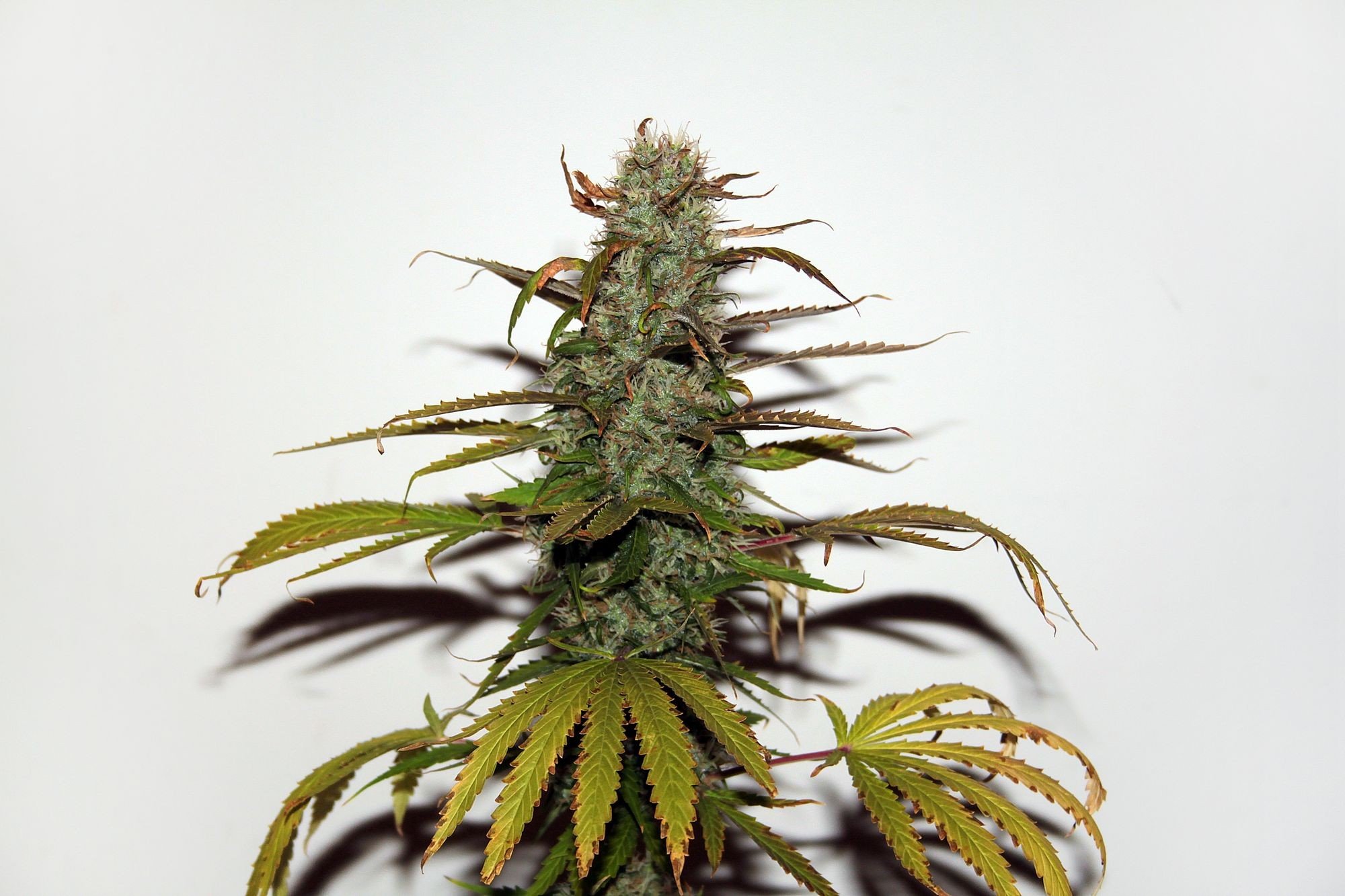 White Widow Reguläre Cannabis Samen White Widow reguläre Cannabis Samen