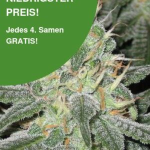 White Widow Cannabis Samen 2
