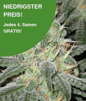 White Widow Cannabis Samen 2