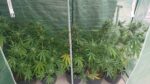 White Haze Cannabispflanze im Gewächshaus