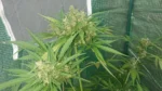 White Haze Wiettop