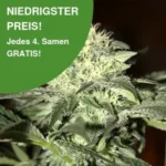 White Moscow Autoflower Cannabis Samen