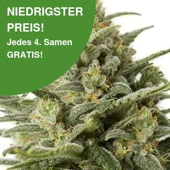 White Widow Autoflower Cannabis Samen White Widow Autoflower Cannabis Samen