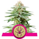 White Widow Cannabis Samen