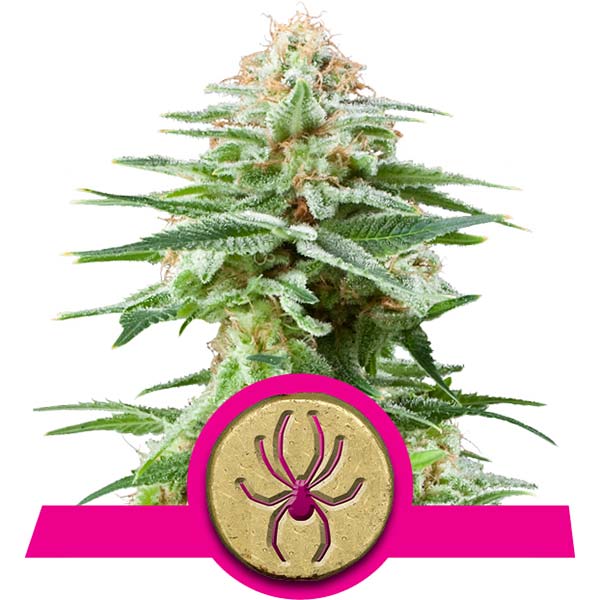 White Widow Cannabis Samen White Widow Cannabis Samen