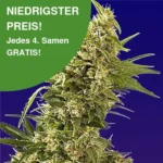 AK 47 Autoflower Cannabis Samen