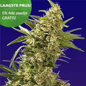 Was sind die besten Outdoor-Cannabis-Pflanzen für Anfänger? 5 ak 47 autoflower wietzaden
