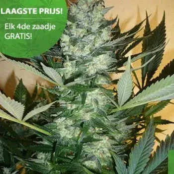 Cannabis, CBD und THC 3 AK 47 Cannabis Samen