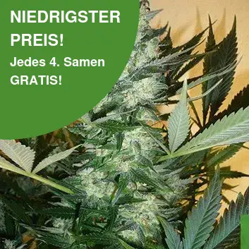 AK 47 Cannabis Samen AK 47 Cannabis Samen