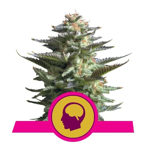 Amnesia Haze Amnesia Haze