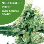 Amnesia White Cannabis Samen