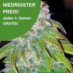 Big Bud Cannabis Samen