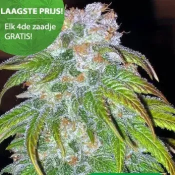 big bud Cannabis Samen