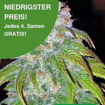 Big Bud Cannabis Samen Big Bud Cannabis Samen