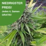 Bubblegum Cannabis Samen