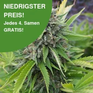 Bubblegum Cannabis Samen