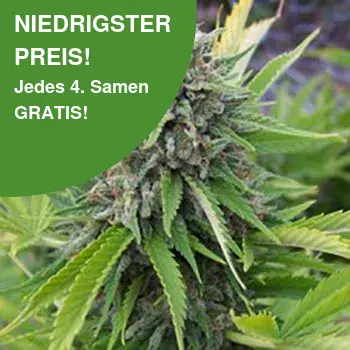 wietzaadjes voor binnen 2 bubbelgum wietzaden 1
