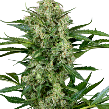 Choco autoflower