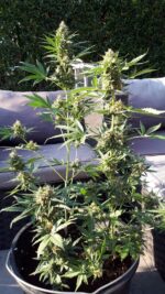 Cookie Cannabispflanze