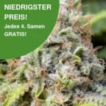 Critical Cannabis Samen