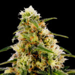 K2 Cannabis Samen