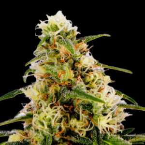 K2 Cannabis Samen