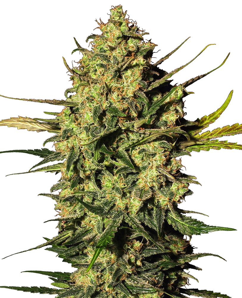 Master Kush Autoflower