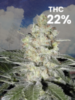 Moby Dick XXL Autoflower