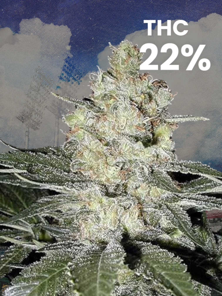 Moby Dick XXL Auto Moby Dick XXL Autoflower
