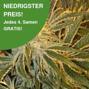Northern Light Haze Samen