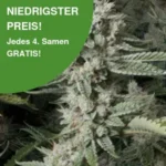 OG Kush Cannabis Samen