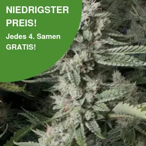 OG Kush Cannabis Samen