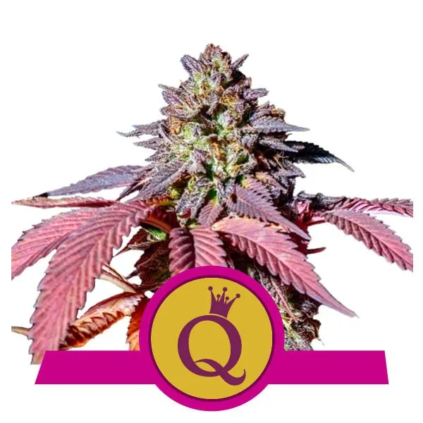 Purple Queen Cannabis Samen Purple Queen Cannabis Samen