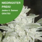 Silver Haze Cannabis Samen