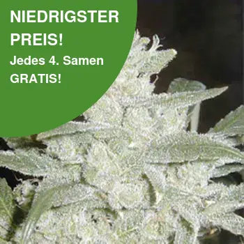Silver Haze Cannabis Samen Silver Haze Cannabis Samen