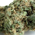 Skunk 1