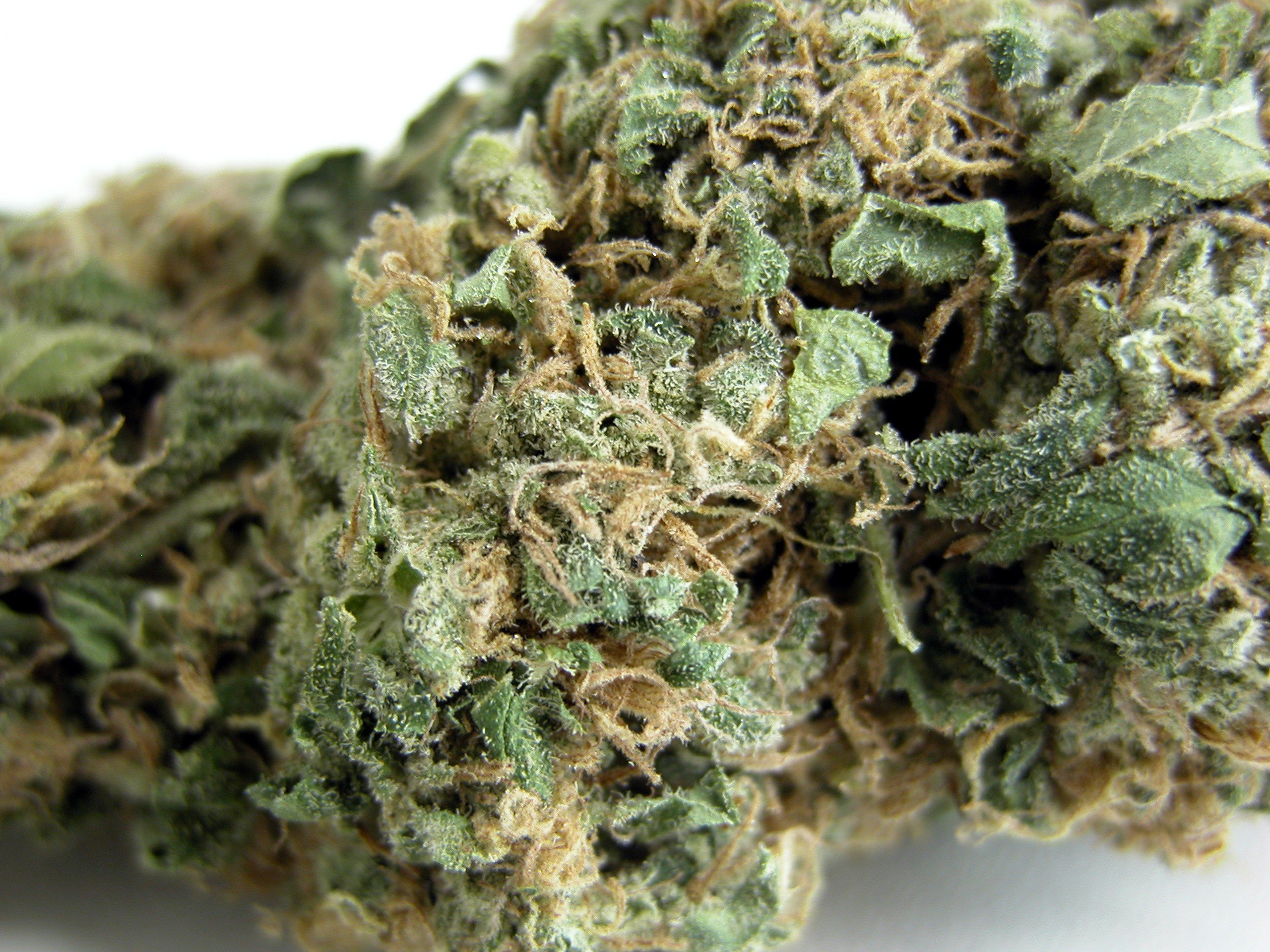Skunk 1 Skunk 1