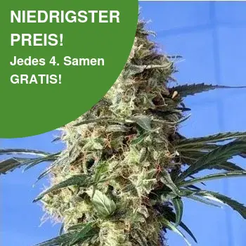 Sneeuwitje Cannabis Samen 2 1