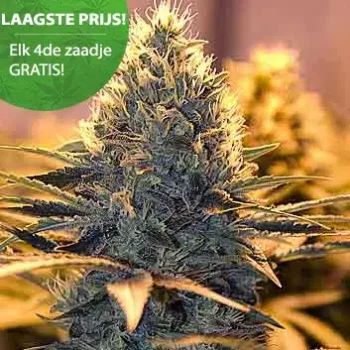 Worauf solltest du beim Anbau von Cannabis achten? 2 super cheese wietzaden