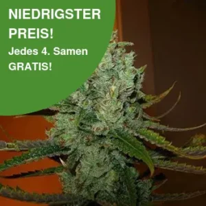 Super Lemon Haze Cannabis Samen 1